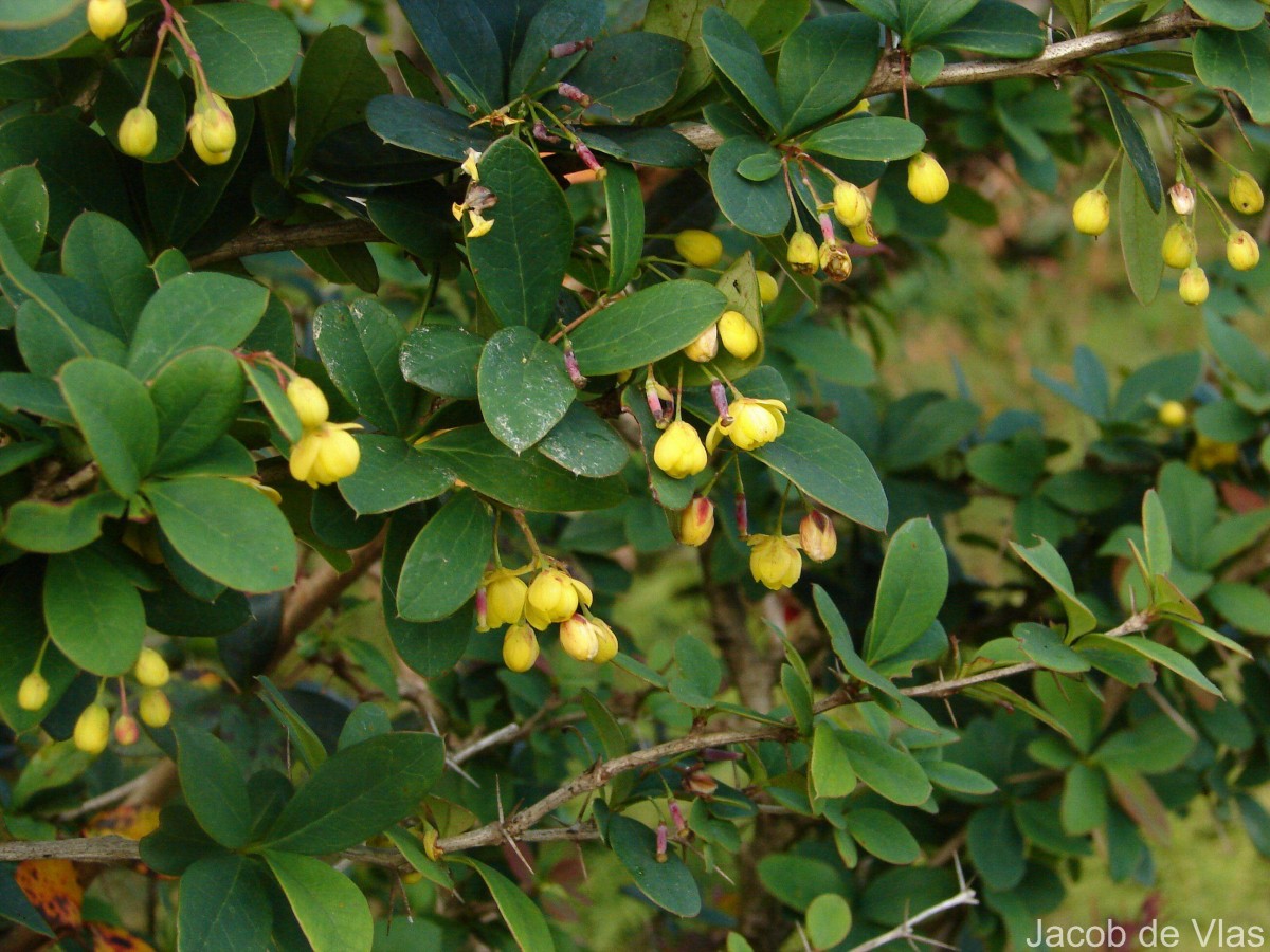 Berberis ceylanica C.K.Schneid.